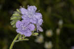 Prairie phacelia